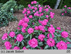 Rhododendron Homer II