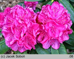 Rhododendron hort. Homer I