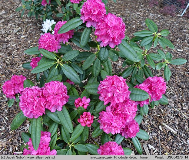 Rhododendron hort. Homer I