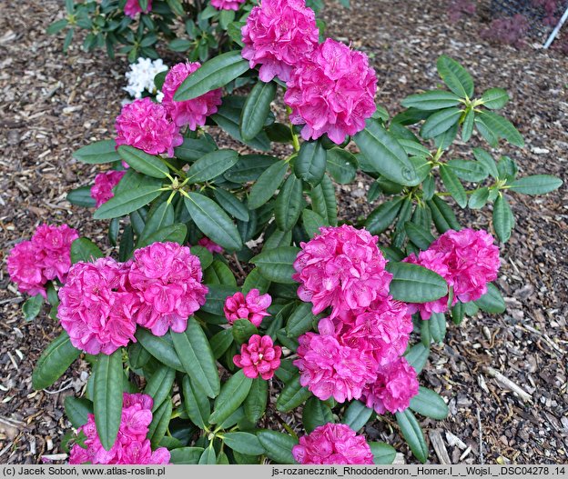 Rhododendron Homer I