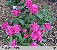 Rhododendron Homer I