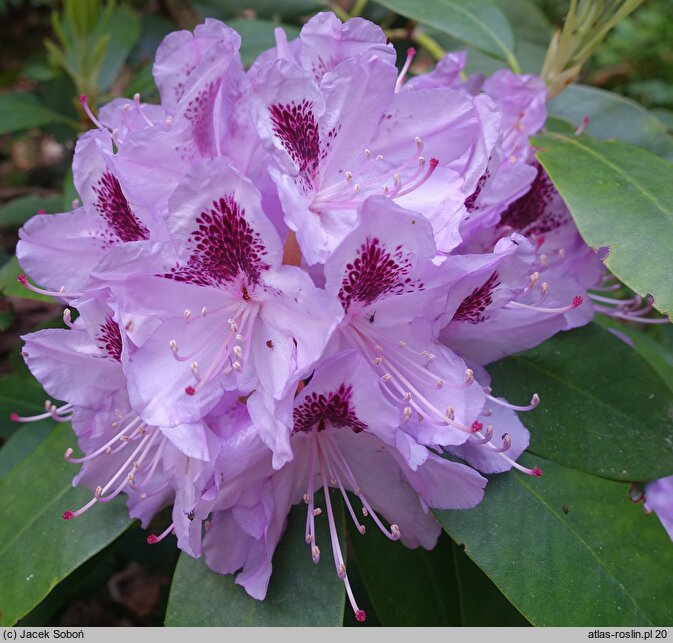 Rhododendron Humboldt