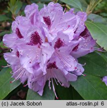 Rhododendron Humboldt