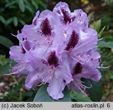 Rhododendron hort. Humboldt