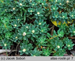 Rhododendron Intrifast