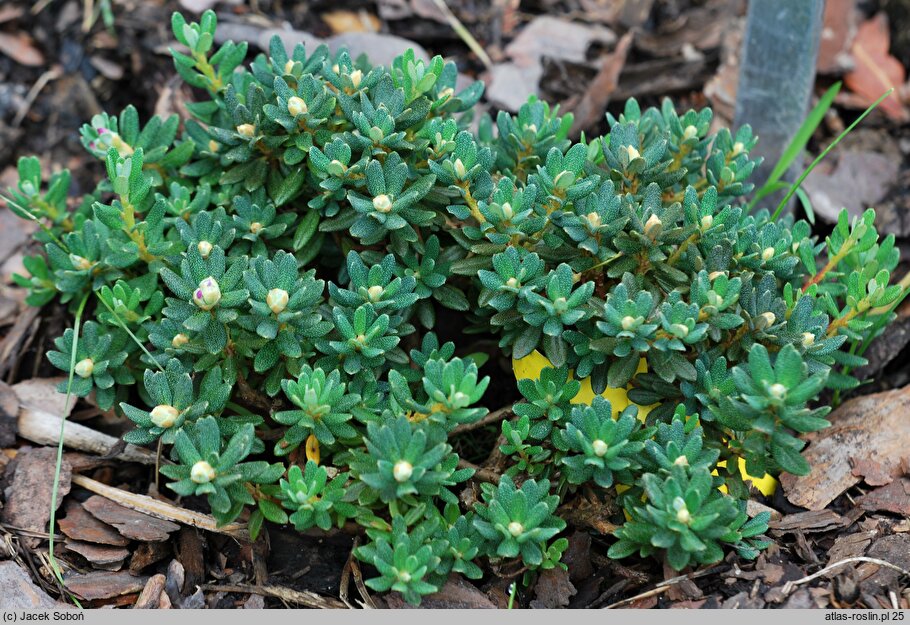 Rhododendron Intrifast