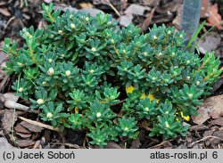 Rhododendron Intrifast