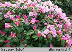Rhododendron hort. Jackwill