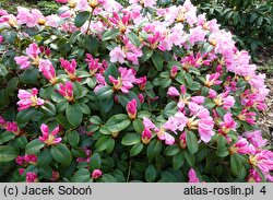 Rhododendron Jackwill