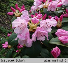 Rhododendron hort. Jackwill