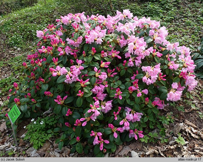 Rhododendron hort. Jackwill