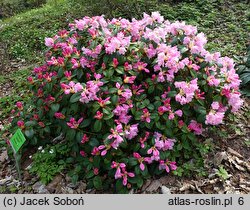 Rhododendron hort. Jackwill