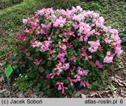 Rhododendron Jackwill