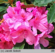 Rhododendron Kalinka