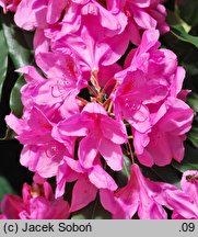 Rhododendron hort. Kalinka