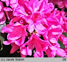 Rhododendron hort. Kalinka