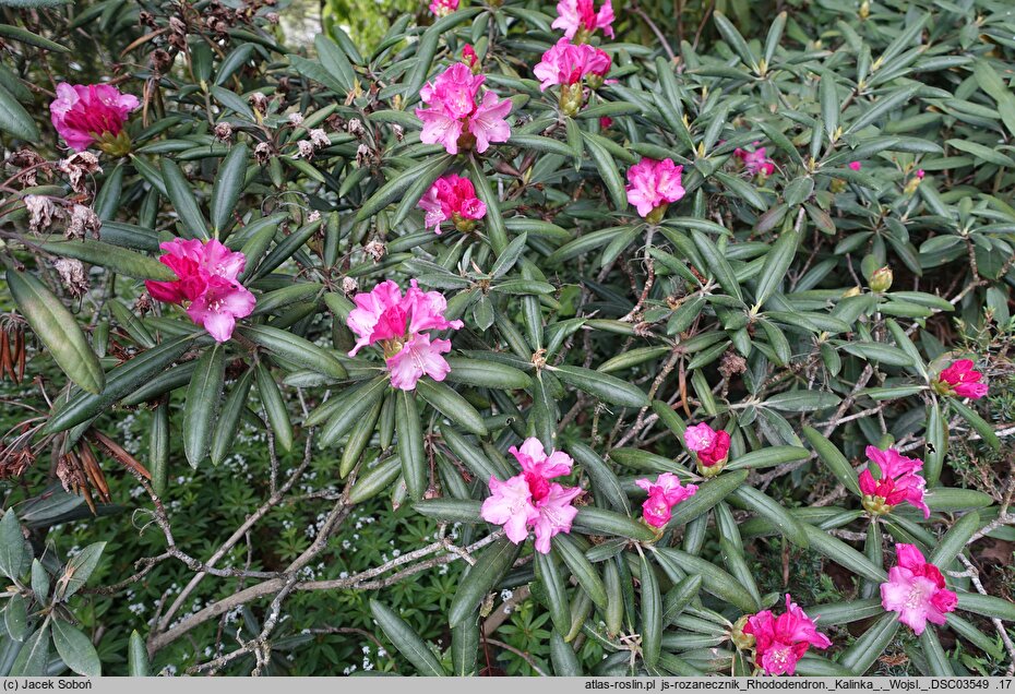 Rhododendron hort. Kalinka