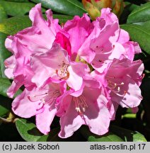 Rhododendron hort. Kalinka