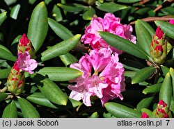 Rhododendron hort. Kalinka