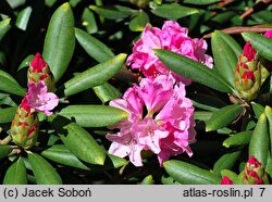 Rhododendron Kalinka