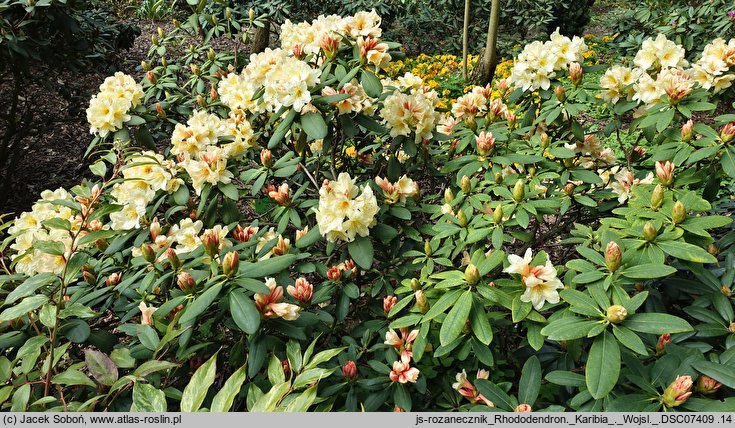 Rhododendron hort. Karibia