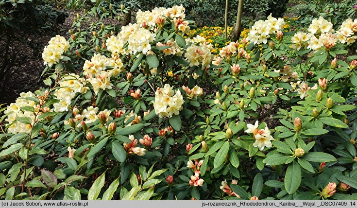 Rhododendron Karibia