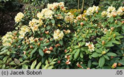 Rhododendron Karibia