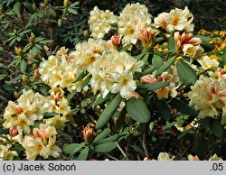 Rhododendron Karibia