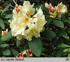 Rhododendron hort. Karibia