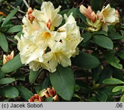 Rhododendron Karibia