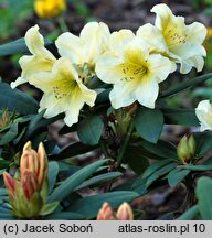 Rhododendron Karibia