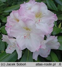 Rhododendron hort. Ken Janeck