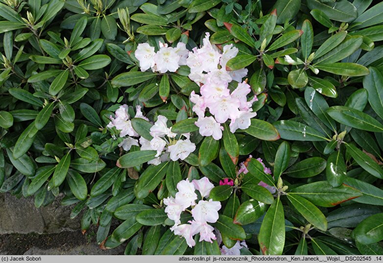 Rhododendron hort. Ken Janeck