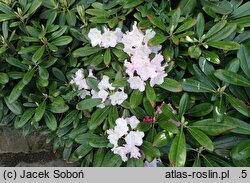 Rhododendron hort. Ken Janeck