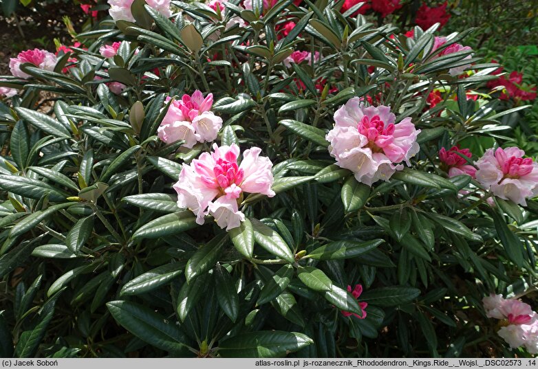 Rhododendron hort. Kings Ride