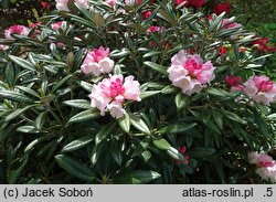Rhododendron hort. Kings Ride