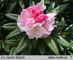 Rhododendron hort. Kings Ride