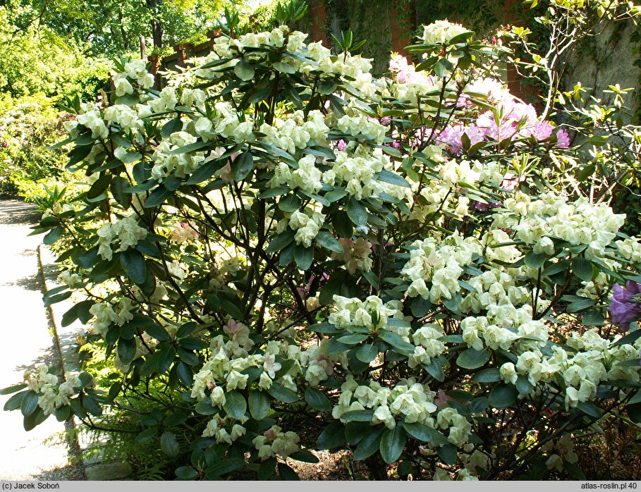 Rhododendron hort. Lachgold