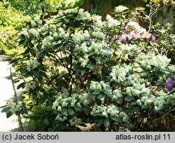 Rhododendron hort. Lachgold