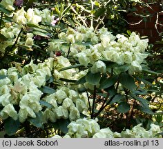 Rhododendron hort. Lachgold