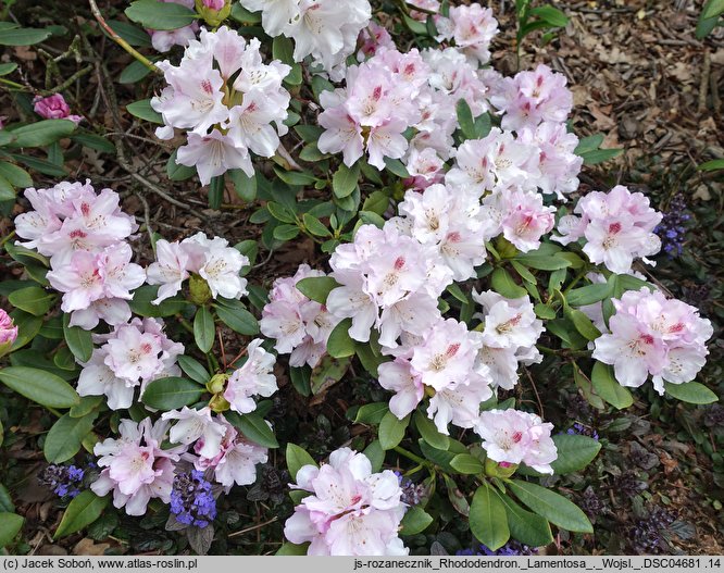 Rhododendron Lamentosa