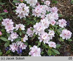 Rhododendron Lamentosa