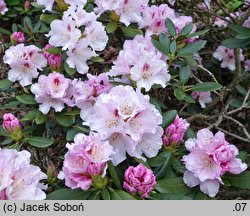 Rhododendron Lamentosa