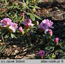 Rhododendron Lamentosa