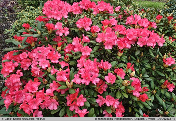 Rhododendron hort. Lampion