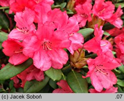 Rhododendron hort. Lampion