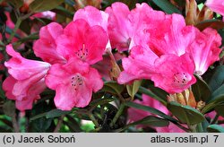 Rhododendron hort. Lampion