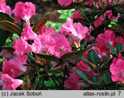 Rhododendron hort. Lampion