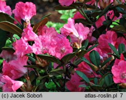 Rhododendron Lampion