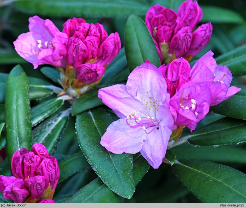 Rhododendron Lanzette